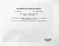 Cyathicula cyathoidea image